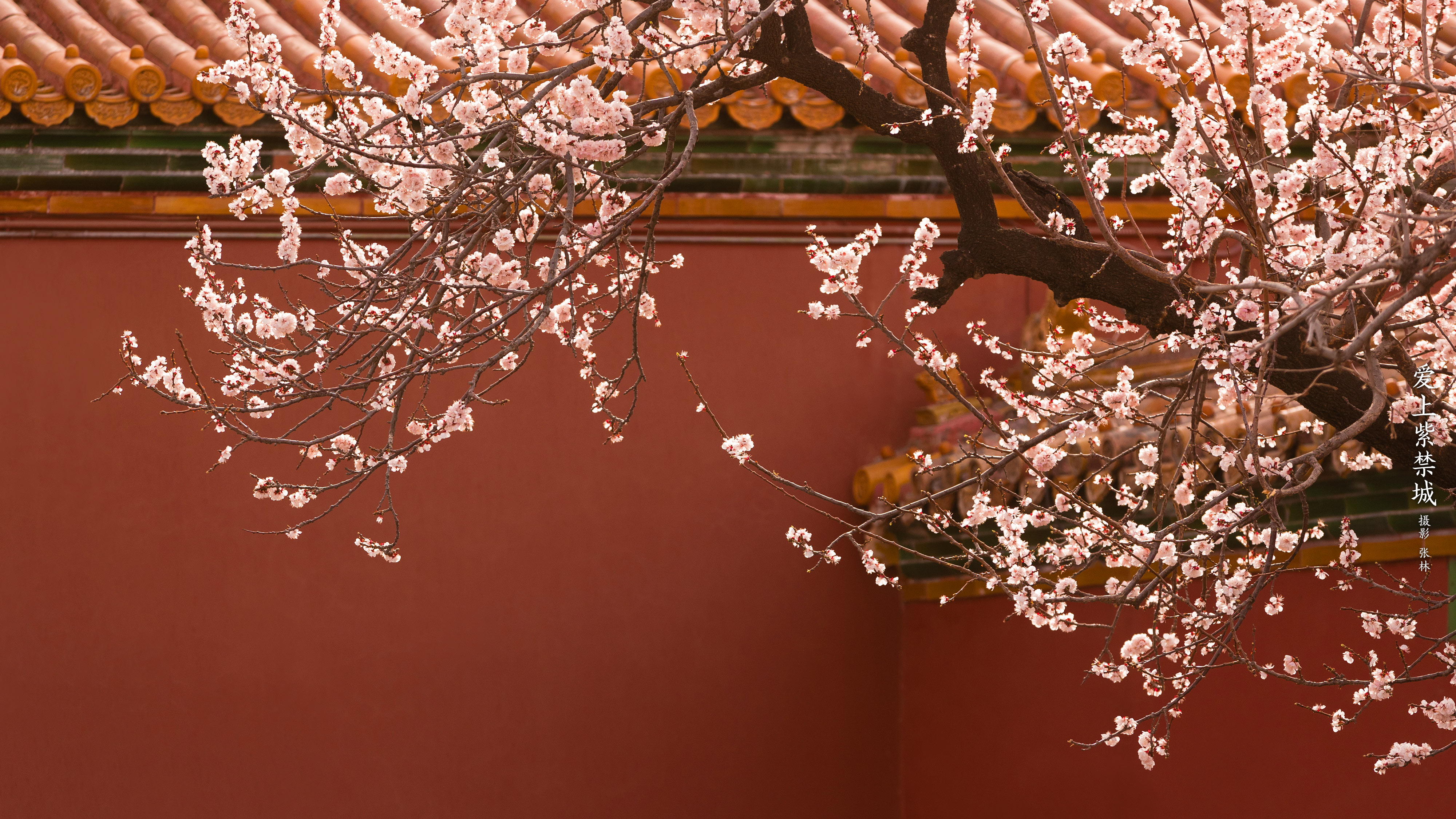讲师头像